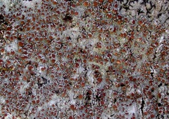 Lecanora cinereofusca