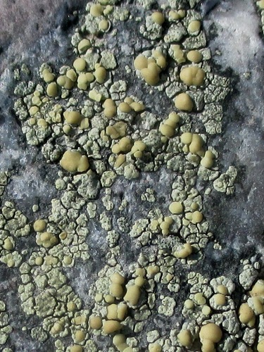 Įvairioji lekanora nuotrauka