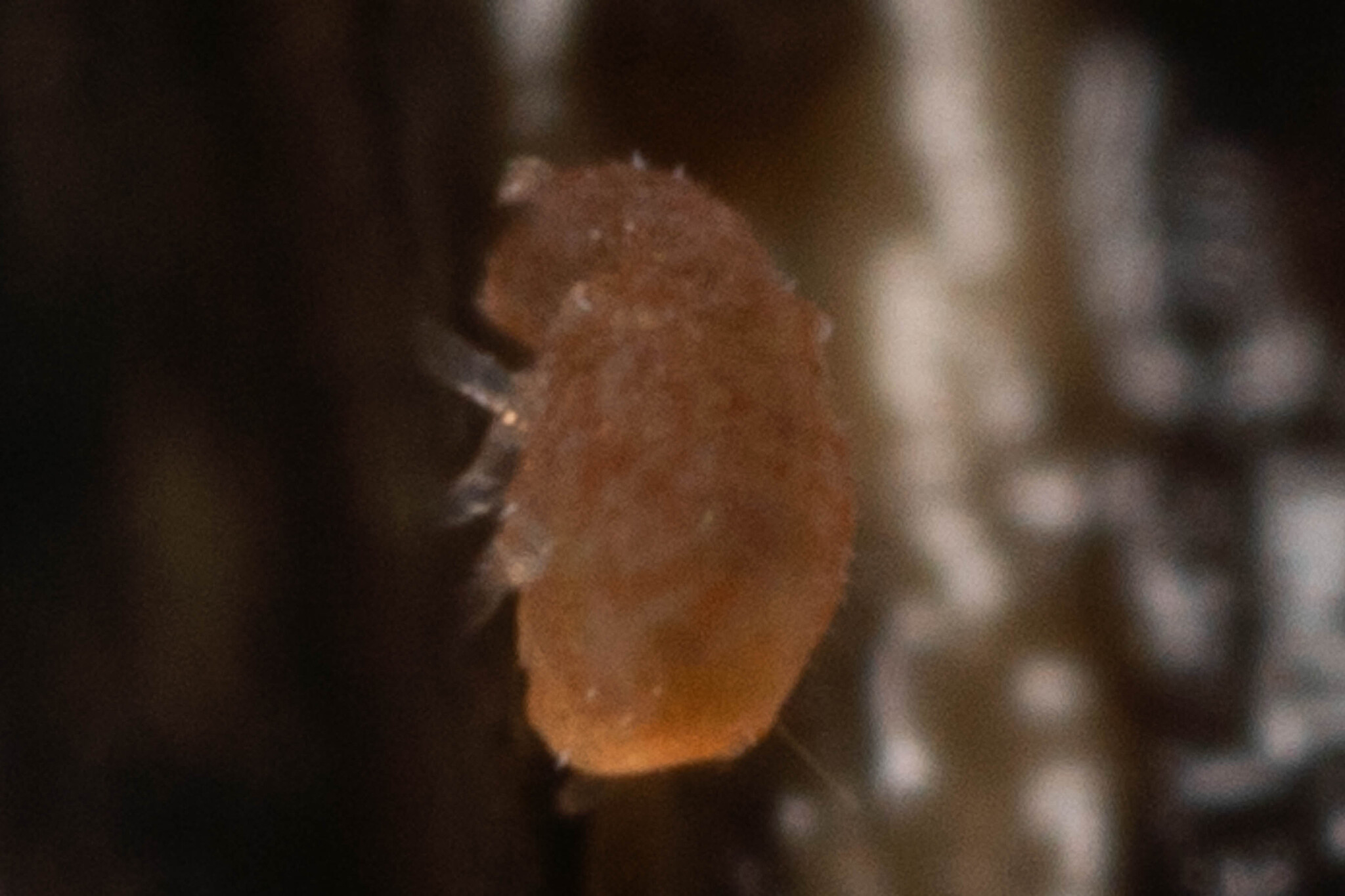 Megalothorax minimus V.Willem, 1900