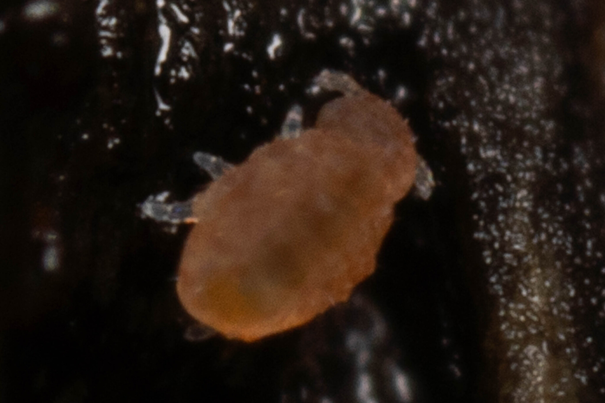 Megalothorax minimus V.Willem, 1900