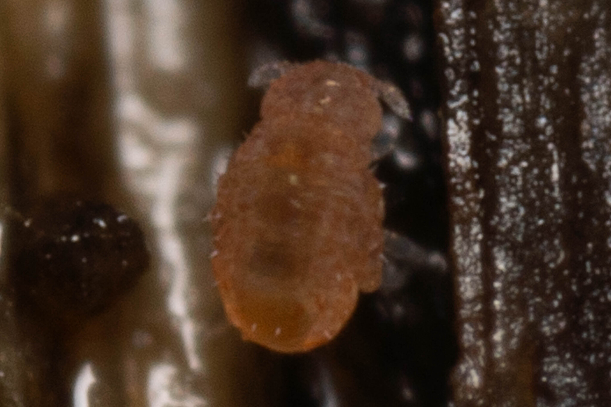 Megalothorax minimus V.Willem, 1900