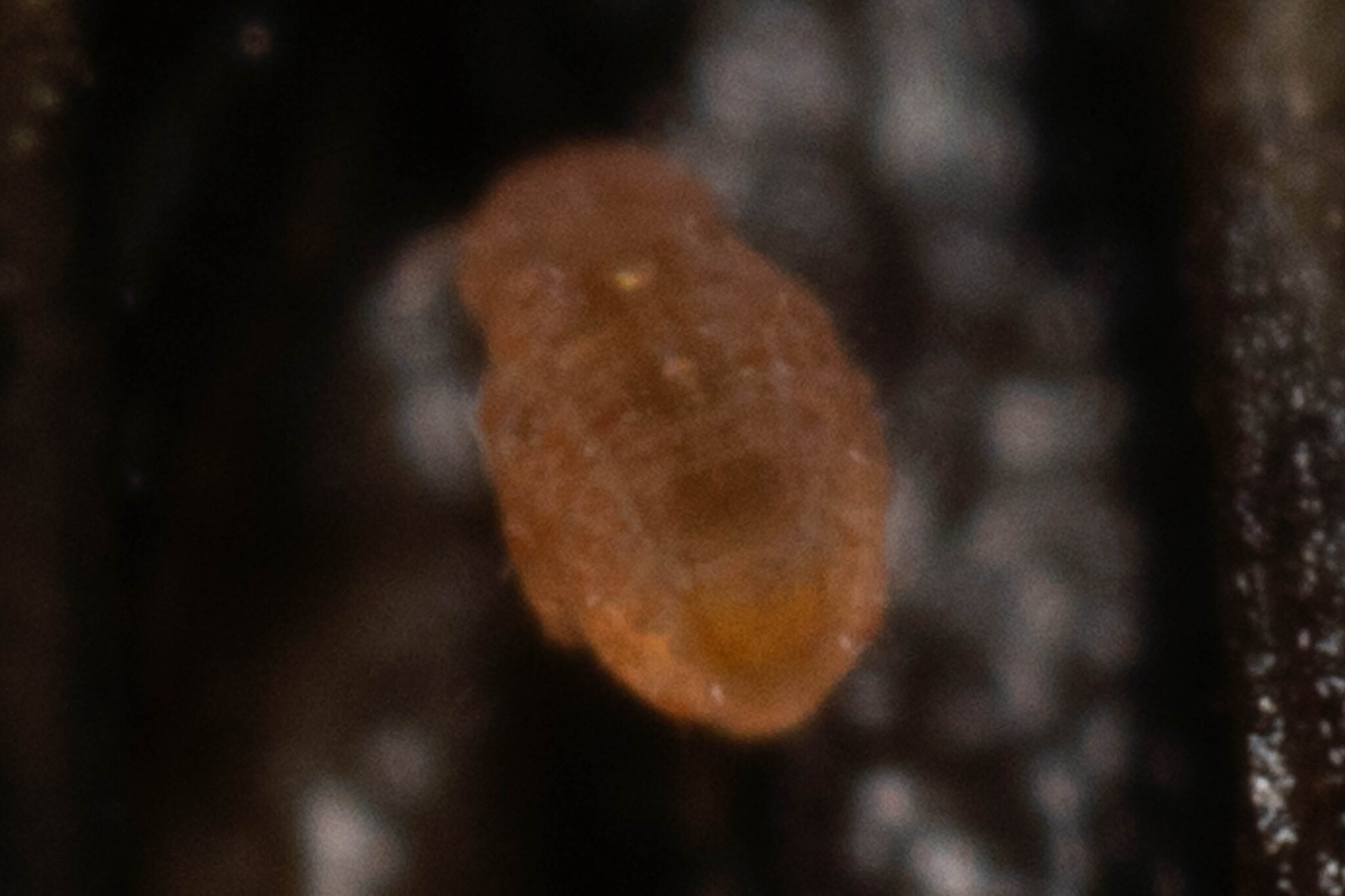 Megalothorax minimus V.Willem, 1900
