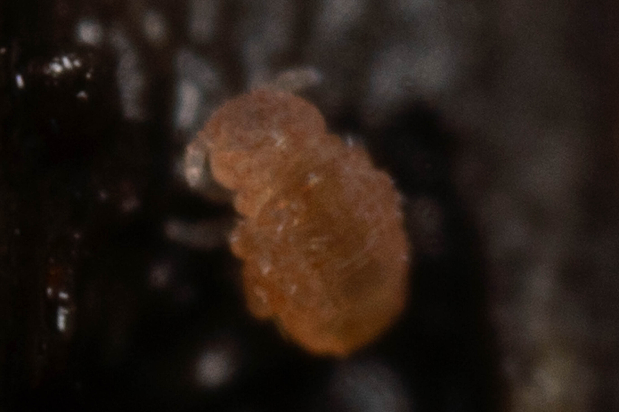Megalothorax minimus V.Willem, 1900