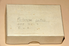 Psilocybe strictipes