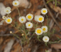 Chrysocephalum baxteri