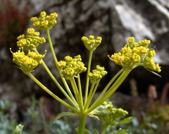 Smyrniopsis syriaca