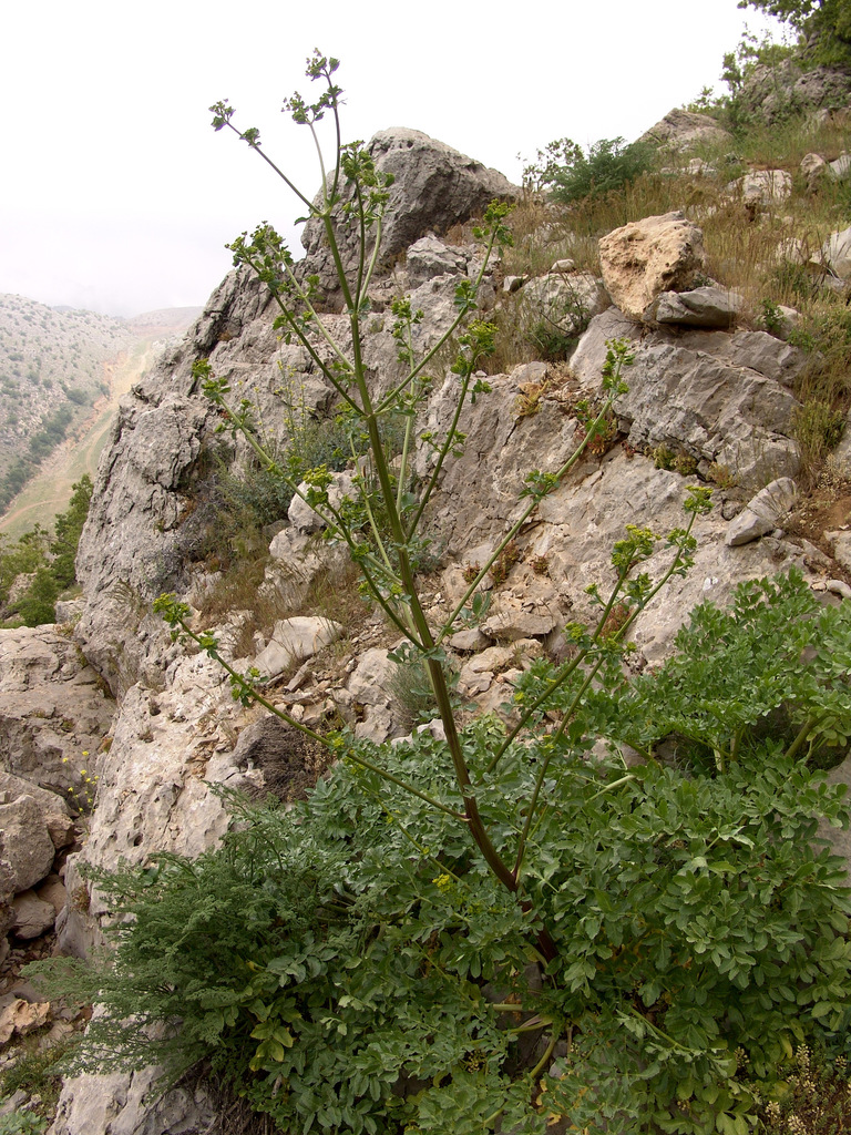 Smyrniopsis syriaca