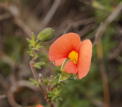 Gompholobium ecostatum