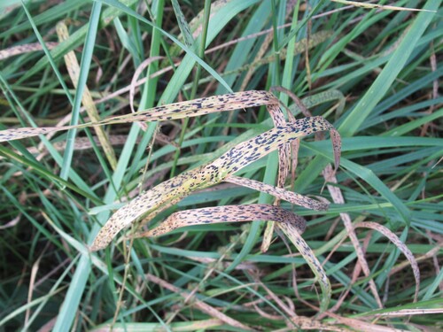 Phyllachora graminis observed 2025-10-02