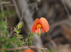 Gompholobium ecostatum