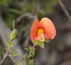 Gompholobium ecostatum