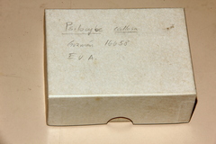 Psilocybe strictipes