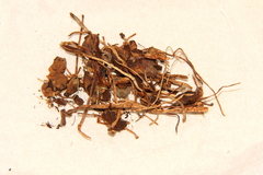Psilocybe strictipes