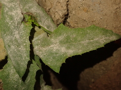 Golovinomyces sonchicola