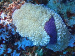 Physogyra lichtensteini