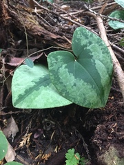 Asarum nipponicum nipponicum