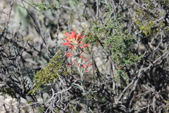 Castilleja lanata