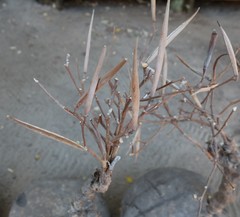Raphionacme velutina