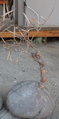 Raphionacme velutina