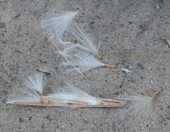 Raphionacme velutina
