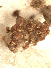 Ropalidia variegata