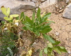 Lecokia cretica