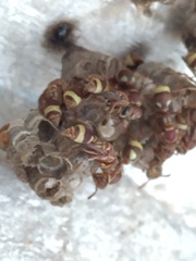 Ropalidia variegata
