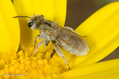 Vestitohalictus