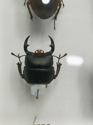 Dorcus katsurai