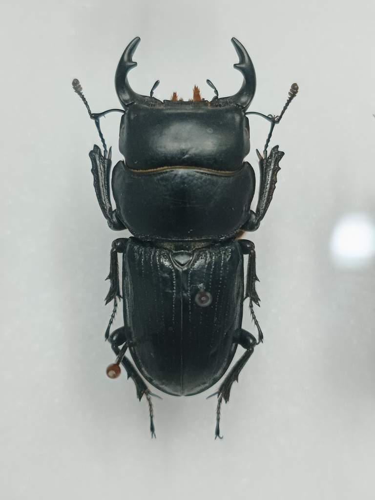 Dorcus sukkiti