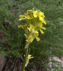 Erysimum scabrum