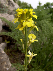 Erysimum scabrum