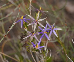 Calectasia intermedia