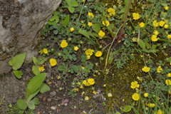 Potentilla