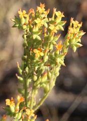 Kalanchoe lanceolata