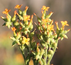 Kalanchoe lanceolata