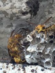 Polistes wattii