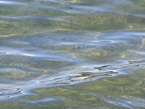 Perca fluviatilis