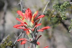 Castilleja lanata