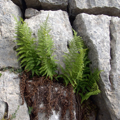 Dryopteris pallida