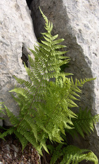 Dryopteris pallida