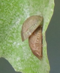Cassida granulicollis