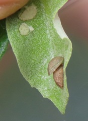 Cassida granulicollis