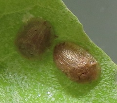 Cassida granulicollis