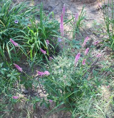Hermbstaedtia linearis
