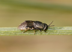 Octarthria