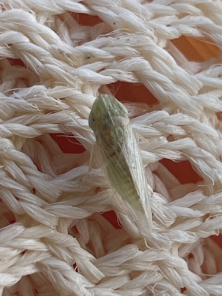 Hecalus storai