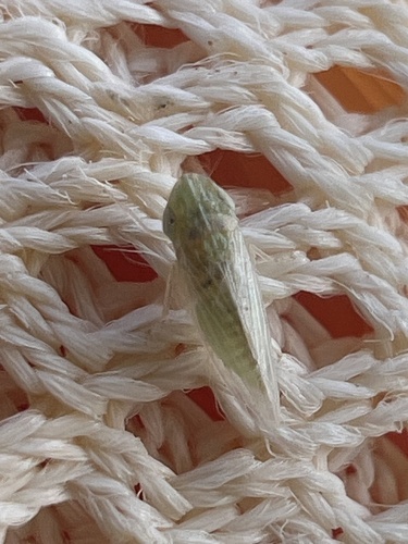 Hecalus storai
