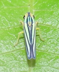 Poecilocarda cosmopolita