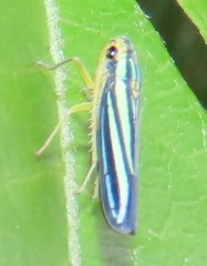 Poecilocarda cosmopolita